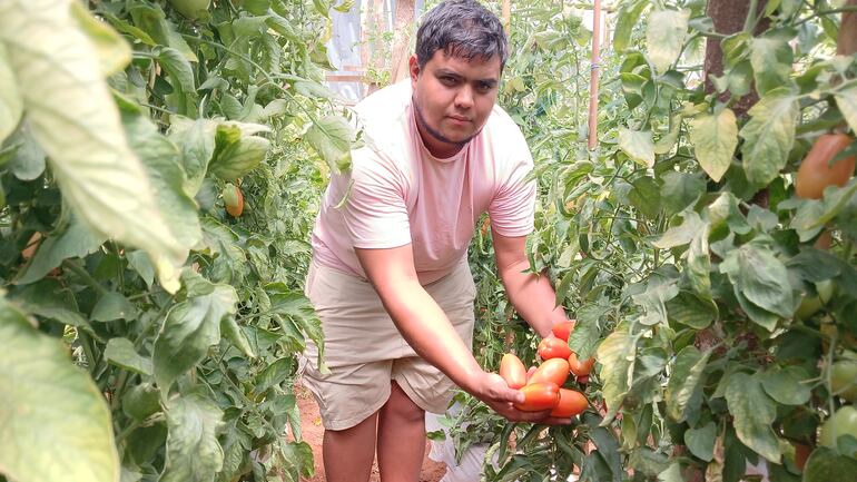 El productor Carlos Escobar muestra los tomates de primera calidad en etapa de maduración en su finca.