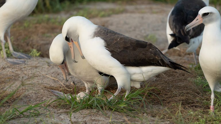 Fotografía cedida por el Servicio de Pesca y Vida Silvestre (USFWS) del albatros hembra Wisdom (c), mientras cuida su huevo en el Noroeste Pacifico en (Estados Unidos).