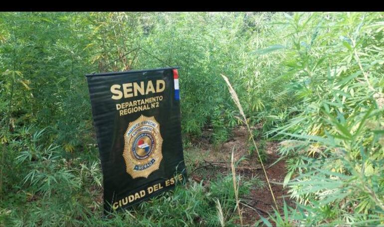 El operativo antidrogas fue realizado en una zona rural de Alto Paraná.