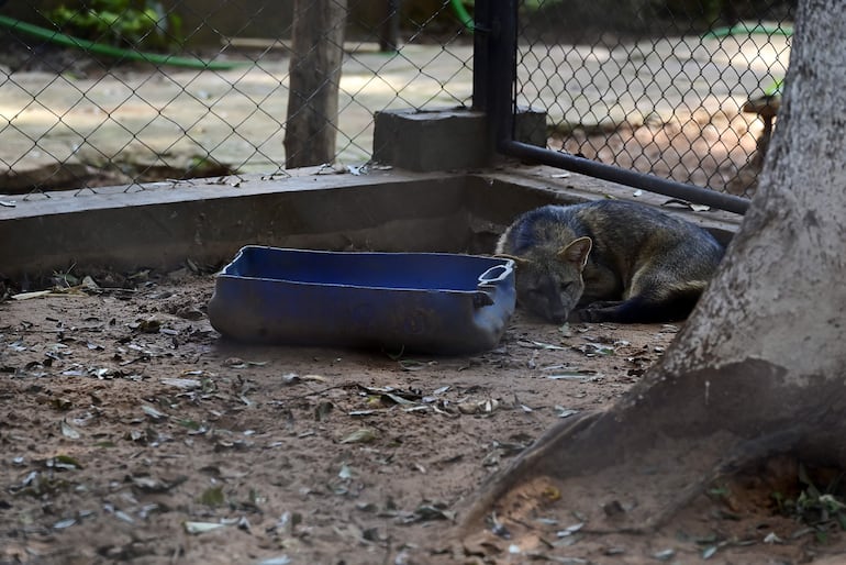 En el Zoológico de Asunción hay unos 800 animales, mayormente rescatados, afirman.