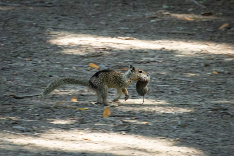 Esta fotografía proporcionada por la Universidad de California el 18 de diciembre de 2024 muestra a ardillas terrestres comiendo topillos en Davis, California. Las ardillas pueden parecer adorables bolitas de pelo que almacenan nueces, pero algunas son depredadoras despiadadas que cazan, desgarran y devoran topillos, animales muy parecidos a los ratones.