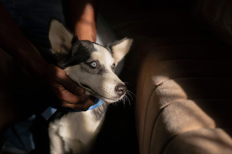 Una husky siberiana. 