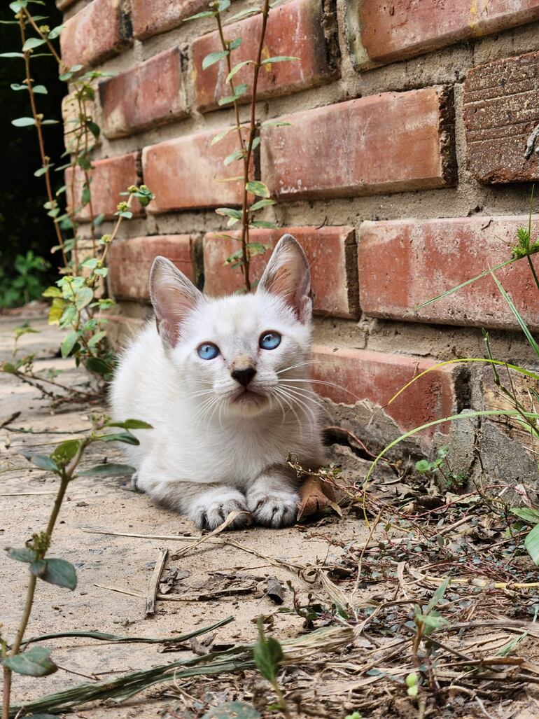 Todos los animales entregados en adopción van con el compromiso de ser bien alimentados y esterilizados.