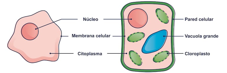 Célula animal y célula vegetal.