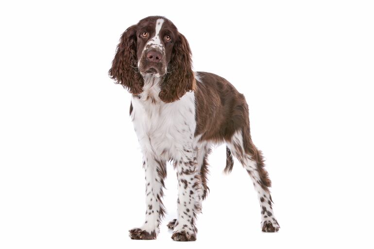 Springer Spaniel Inglés.