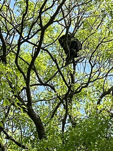 Carayá arriba de varios árboles en Luque. (gentileza).