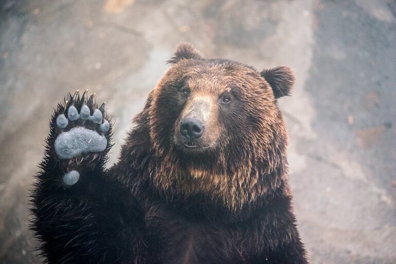 Oso, imagen ilustrativa.