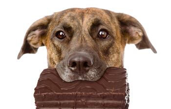 Perro marrón con una oblea bañada en chocolate en la boca.