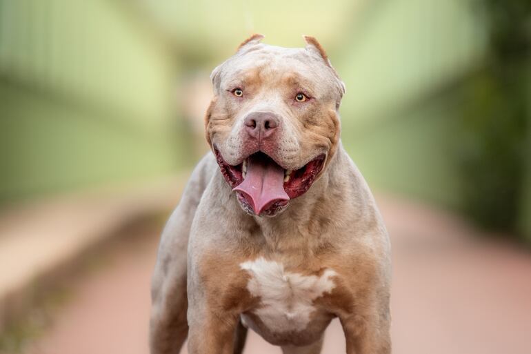 Un ejemplar de perro American bully xl, que el Reino Unido prohibirá.