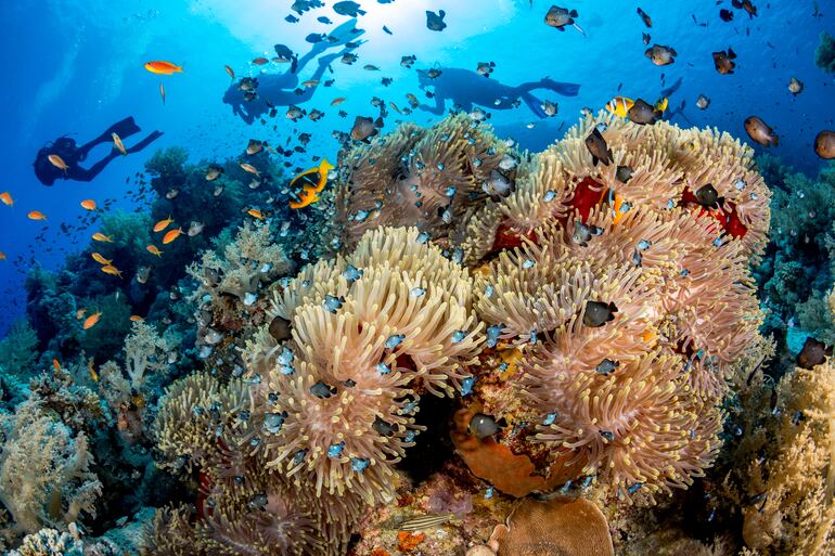 Un paraíso submarino de cardúmenes de peces coloridos navegando entre arrecifes de coral despierta el entusiasmo de los buceadores en las aguas frente a Sharm el Sheij.