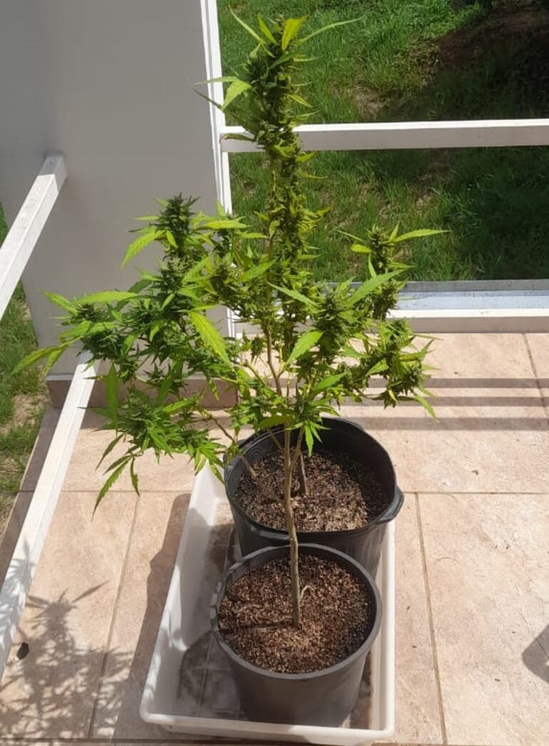 Las dos macetas con plantas de marihuana ubicadas en el balcón del departamento de una mujer en Independencia, Guairá. La dueña, que les daba uso medicinal, fue detenida e imputada.