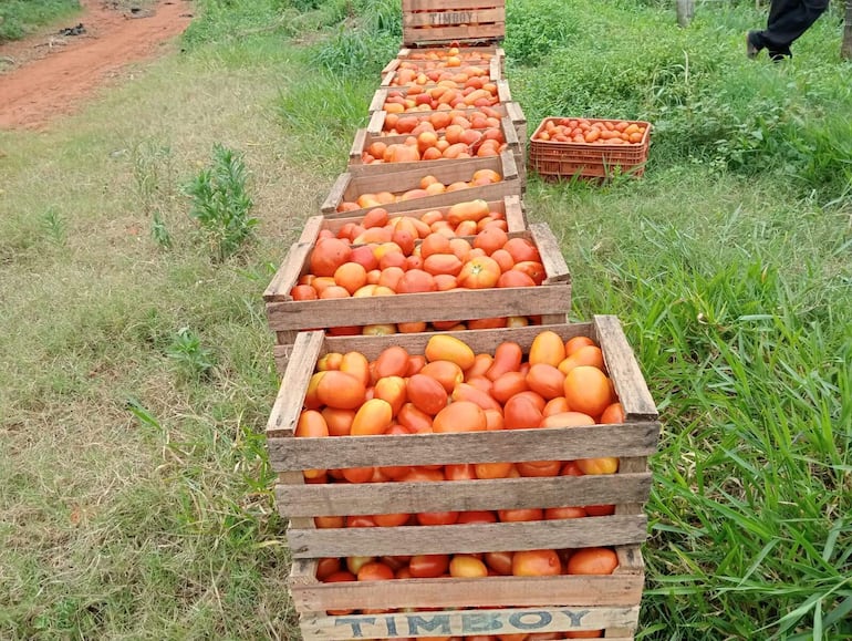 Los productores de tomate y locote comercializan a tan solo G. 2.000 el kilo en las fincas.