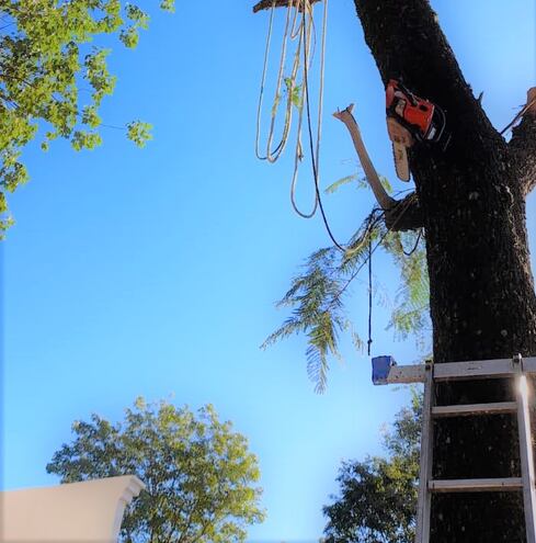 Árbol que estaba siendo podado por Nestor Ovando quien murió aplastado por una rama que cayó sobre el.