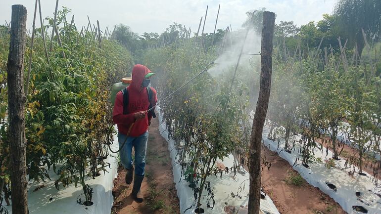 Un productor de Caaguazú fumigando su plantación de tomates.