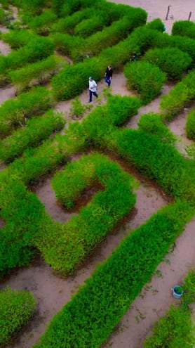 Uno de estos sitios es el laberinto vegetal, lugar que parece salido de un cuento con sus 4.000 metros cuadrados de diámetro que demoró 7 años en estar listo. Es una opción para visitar en familia y tomarse fotos espectaculares.