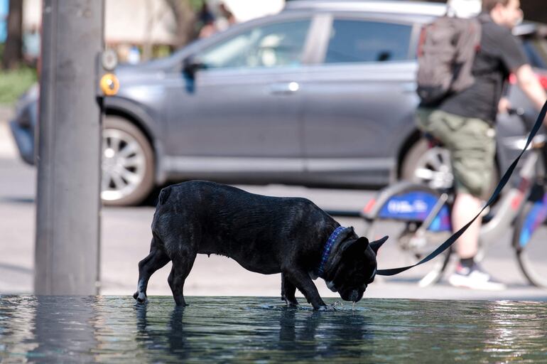 Un perro bebe agua de una fuente durante un paseo. 