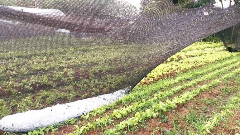 Cuantiosos daños materiales y económicos les acusó el temporal de tormenta y granizada a los productores.