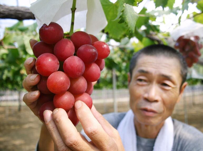 Las uvas rojas contienen una mayor concentración de la molécula resveratrol, que podría estar asociada a un menor desarrollo de diversas células cancerígenas, además de contener otros compuestos nutricionales como las vitaminas C, K y B.