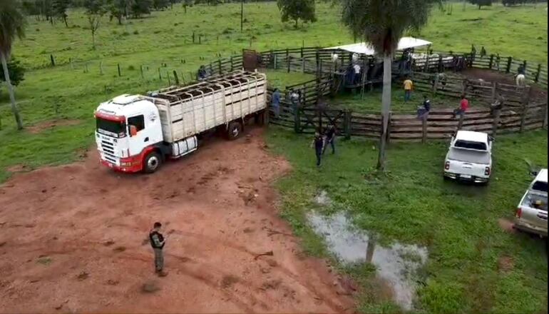 Efectivos policiales proceden al conteo y verificación de los animales recuperados para su posterior traslado. (Captura de Video).