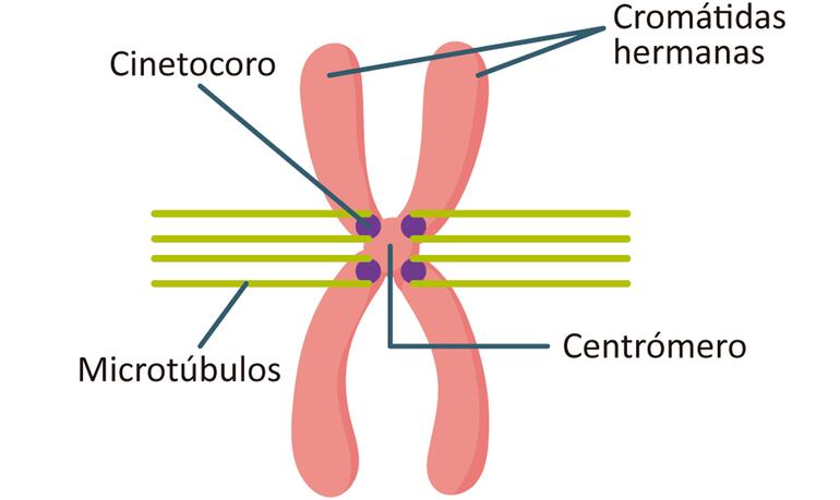 Estructura de un cromosoma (a dividirse).