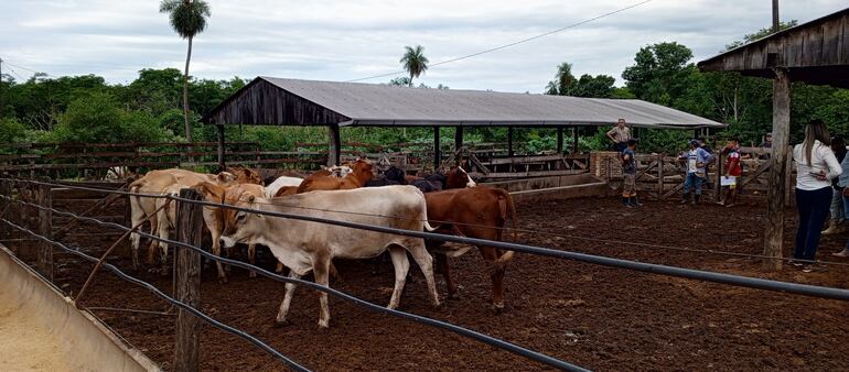 Vacas incautadas luego de un robo de 300 cabezas por parte de una megaestructura de abigeos.