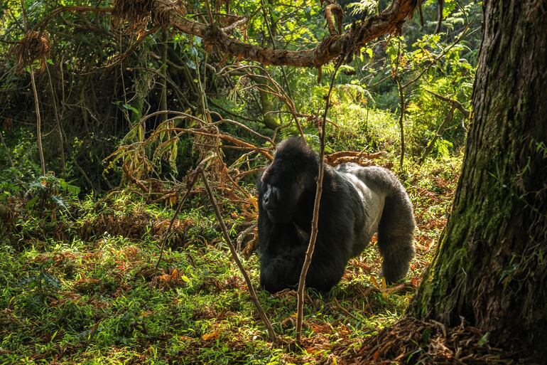 Gorilla beringei.