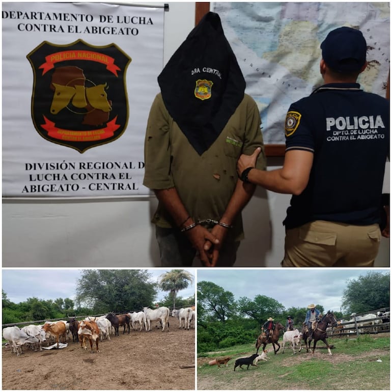 José Rosario Aquino (52) fue detenido por un caso de abigeato en Cordillera. En su poder, se incautaron 28 animales vacunos, sin los documentos respaldatorios.