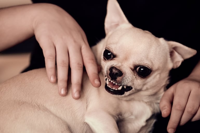 Un perro chihuahua blanco mostrando los dientes en actitud agresiva.