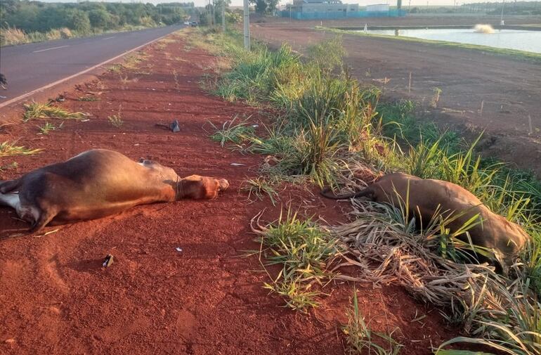 Los animales fueron atropellados por el automóvil.