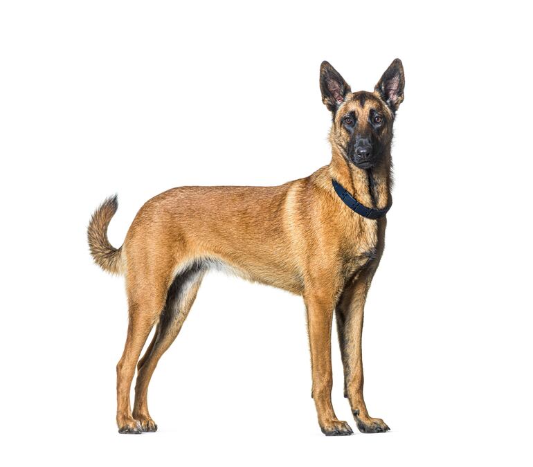 Belgian Malinois.