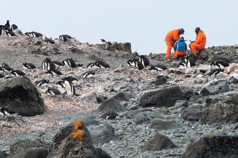 Investigadores toman muestras en una pingüinera, el 17 de diciembre de 2021, en la Isla Rey Jorge, situada en el territorio chileno antártico.