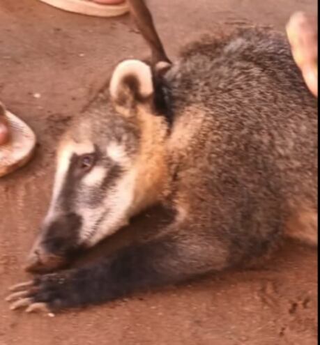 Coatí rescatada cuyo nombre es Patricia. (captura de pantalla).