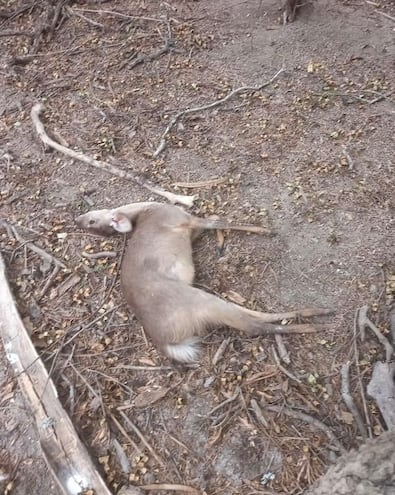 Venado muerto de calor en la zona del Pilcomayo, una de las localidades mas afectadas del Chaco.