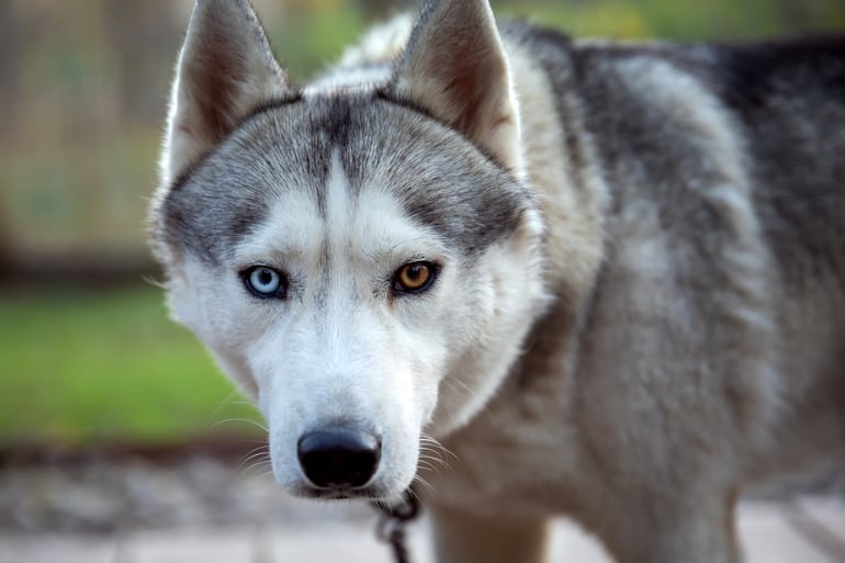 Husky siberiano con heterocromía.