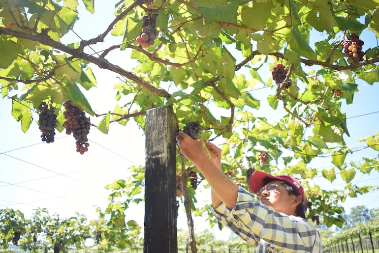 La uva producida en La Colmena tiene una dulzura especial.