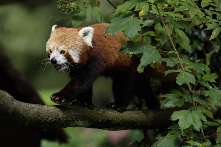 Uno de los pandas rojos nacido en Francia. Es una especie en peligro de extinción. (AFP)