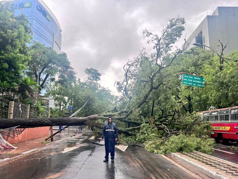 El árbol que cayó por causa de la tormenta cubre casi toda la avenida Mariscal López.