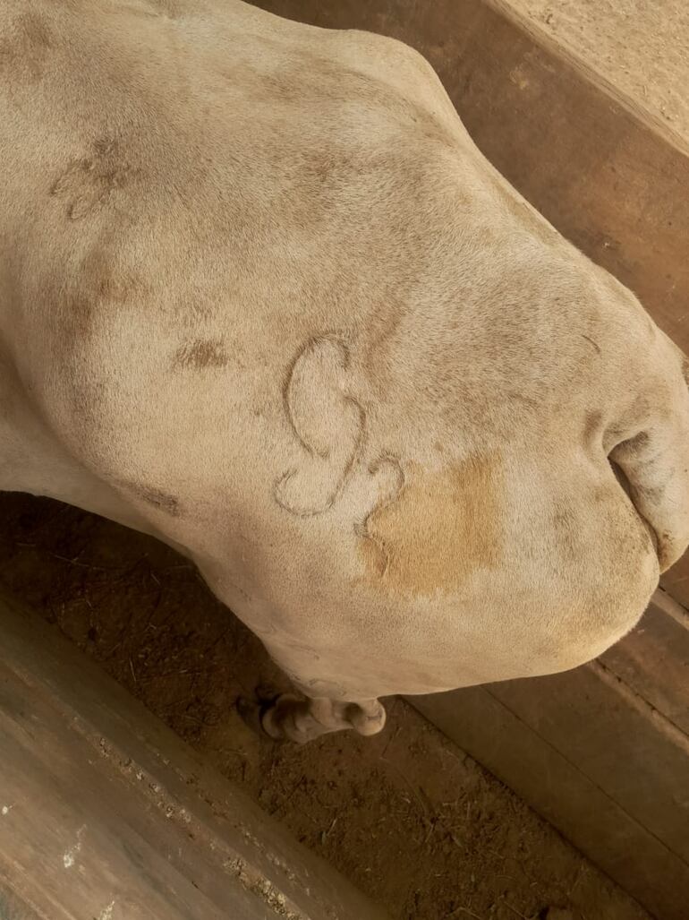 La pinta de marca permitió asegurar que se trataban de los animales robados.