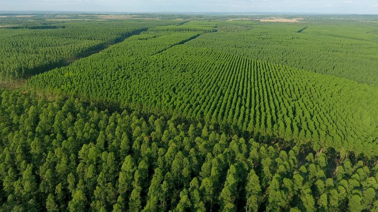 Grupo Sueñolar cuenta con una plantación de eucaliptos de reforestación que se utilizan para fabricar sus muebles, los cuales se reponen luego de su utilización y este año proveerá más del 70% de la madera que requiere la empresa para sus muebles.