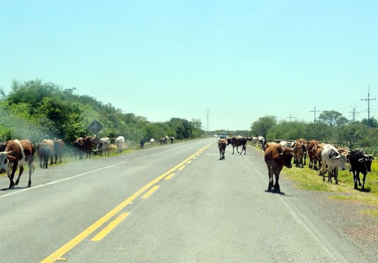 Imagen ilustrativa: la presencia de animales vacunos sueltos es una constante realidad en las rutas del país, algo que expone a un considerable peligro a todos.