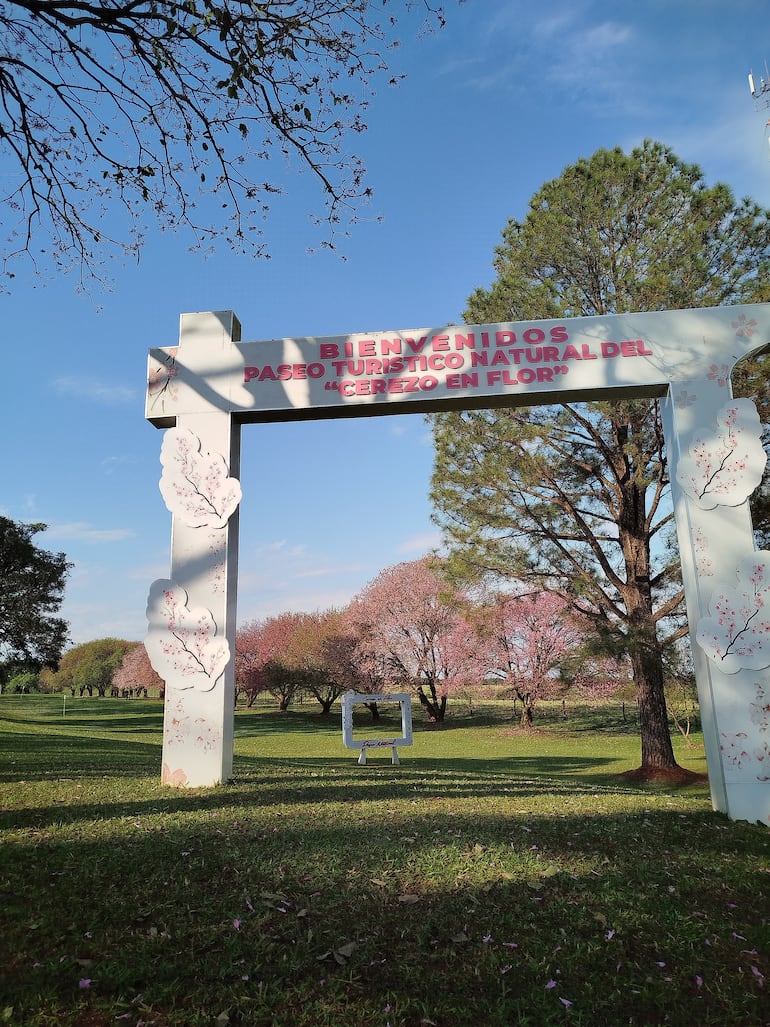 Paseo Turístico Natural del Cerezo en Flor de La Paz.