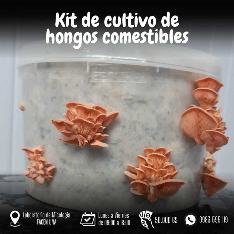 Kit de cultivo de hongos silvestres comestibles,a la venta en la UNA.