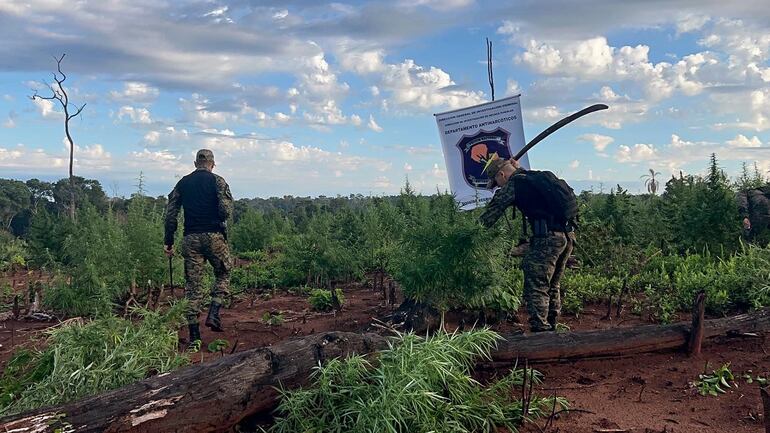 Agentes policiales proceden al corte de las exuberantes plantas de la droga, en un sector de la reserva natural.