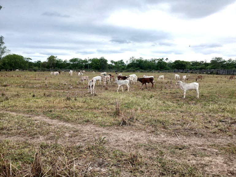 Así de seco se encuentran los campos pastoriles de las estancias en el Alto Paraguay, debido a la falta de grandes lluvias.