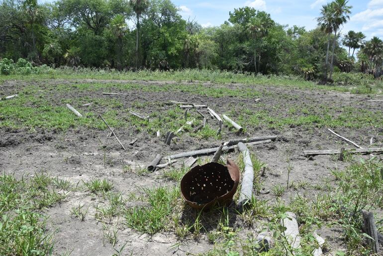 Imagen de una sequía reciente en el Chaco paraguayo.