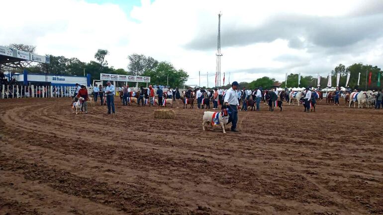 Se inauguró hoy la Expo Rodeo Trébol con la presencia del presidente Santiago Peña. Luego de los actos protocolares fueron presentados los animales que participaron de la muestra.