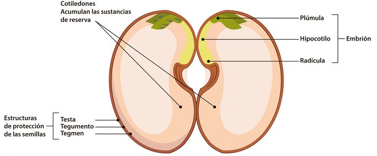 Partes de la semilla.