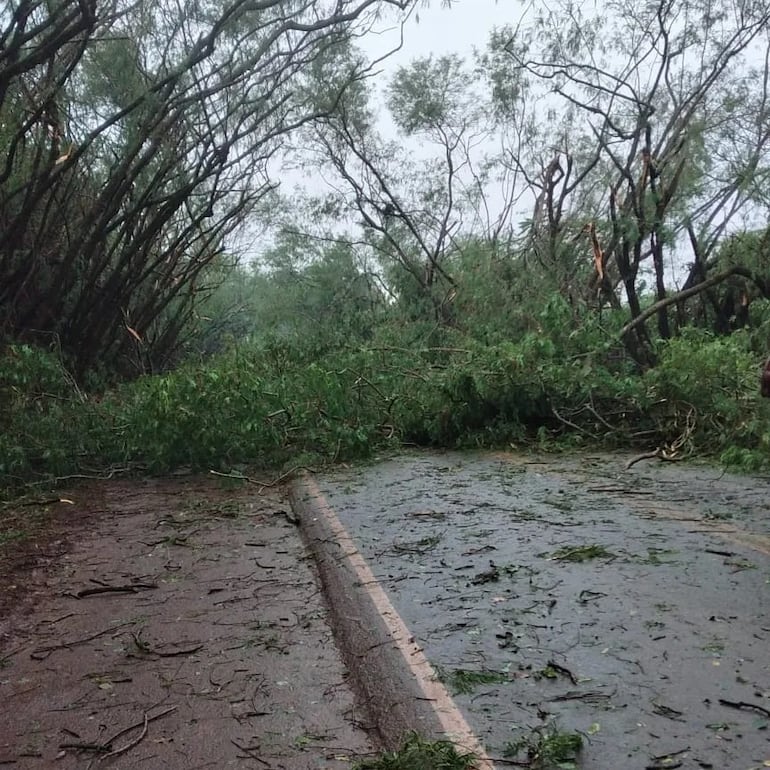 El túnel verde de Santa Rita fue prácticamente "destechado".