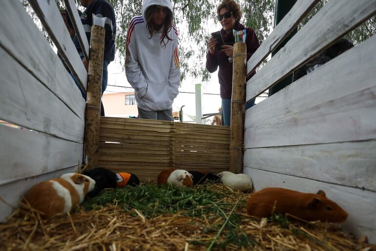Turistas interactúan con animales de granja en la población de Perucho (Ecuador). 