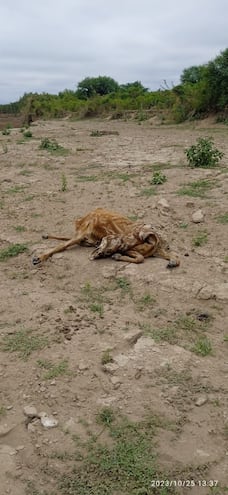 La histórica sequía que a la par atraviesa el río esto afectó no solo a los habitantes locales si no también impactó profundamente en la fauna silvestre, bovina e íctica de la zona.